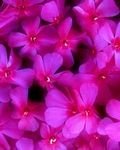 pic for Pink Phlox